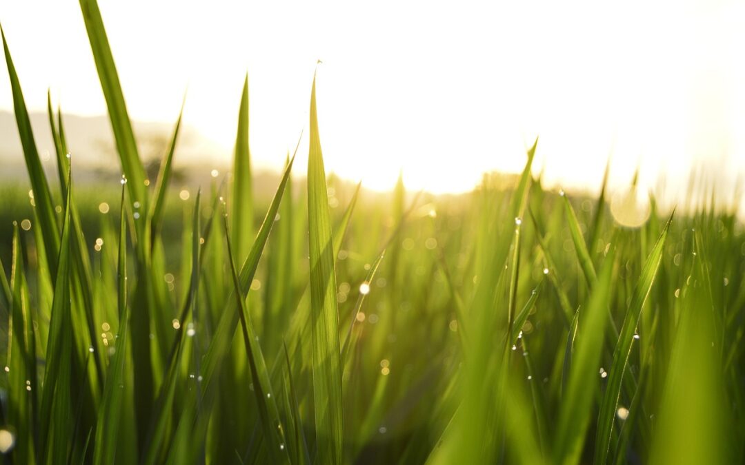 A close up of a field of grass. Local Orange County SEO is crucial for businesses in Orange County.